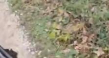 打野猪铭文出装攻略——让你的猪来势汹汹（掌握打野猪的铭文和出装，成为游戏中最强大的野怪玩家）
